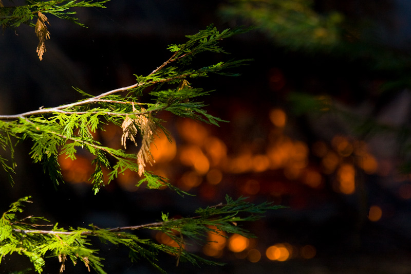 Flames Behind Branch